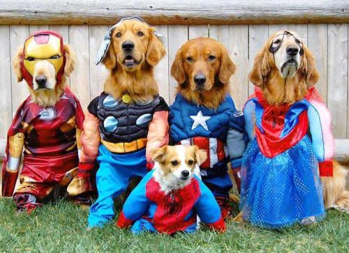 Pet Costume Party at Catalina Brewing Company